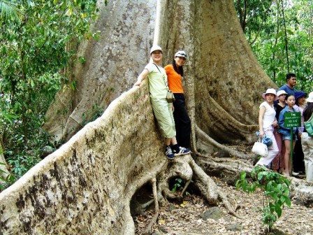 Big and old tree/BIKING 2 days/1night - HCM to NAM CAT TIEN NATIONAL PARK 