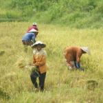 CYCLING SAIGON TO ANGKOR WAT - Mekong delta Caibe