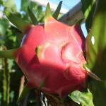 FOOD AND FRUITS - DRAGON FRUITS