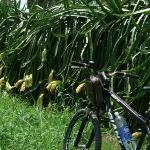 BIKING full day SAIGON to MY THO - MEKONG DELTA