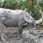 Vietnam Bike Tours
A water buffalo