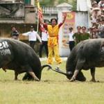 VIETNAMESE FESTIVALS - buffalo festival