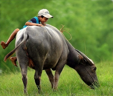 kid and water buffalo/BIKING 17 days/16nights - SAIGON to HA NOI 